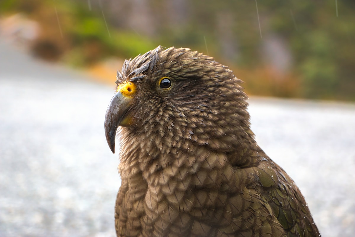 The World's Chunkiest Parrots Have a Huge Baby Boom!