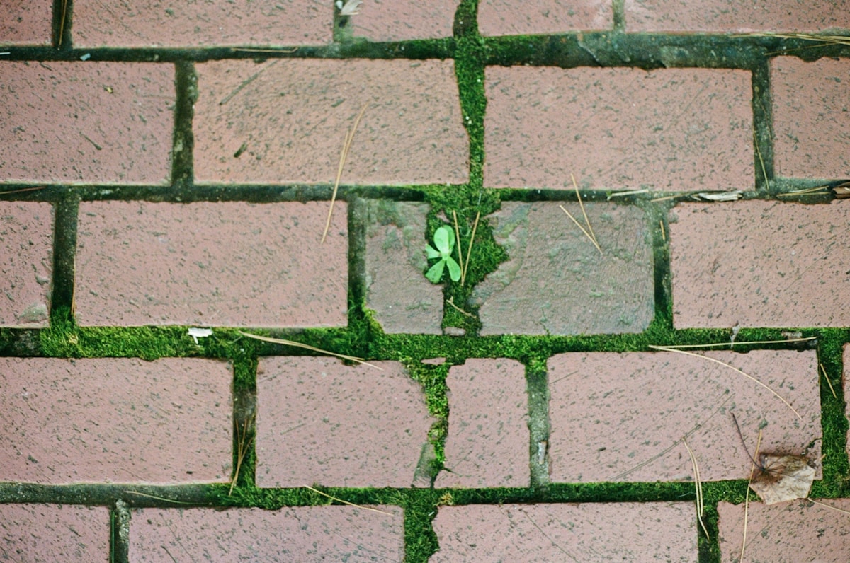 These Tiny Frog Saunas Are Saving Endangered Green Tree Frogs!