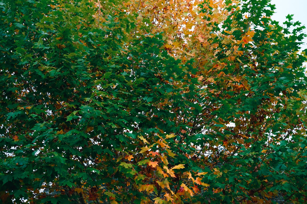 Trees Are Dropping Their Leaves Early in a Magical 'False Autumn'!
