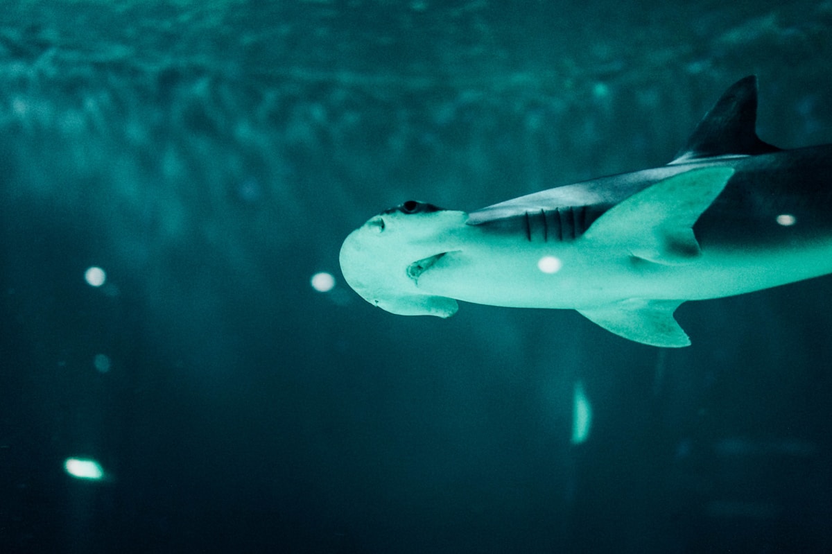 This Cute Little Shark Has a Shape-Shifting Head!