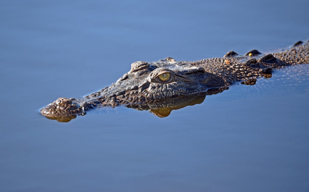 A Giant 12-Foot Crocodile Has Just Been Named After Prince William!