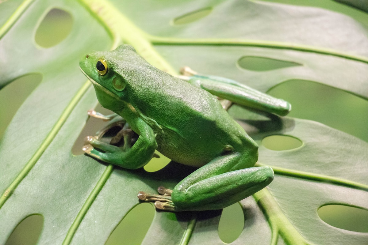 A Secret Frog Was Hiding in Plain Sight for 100 Years!