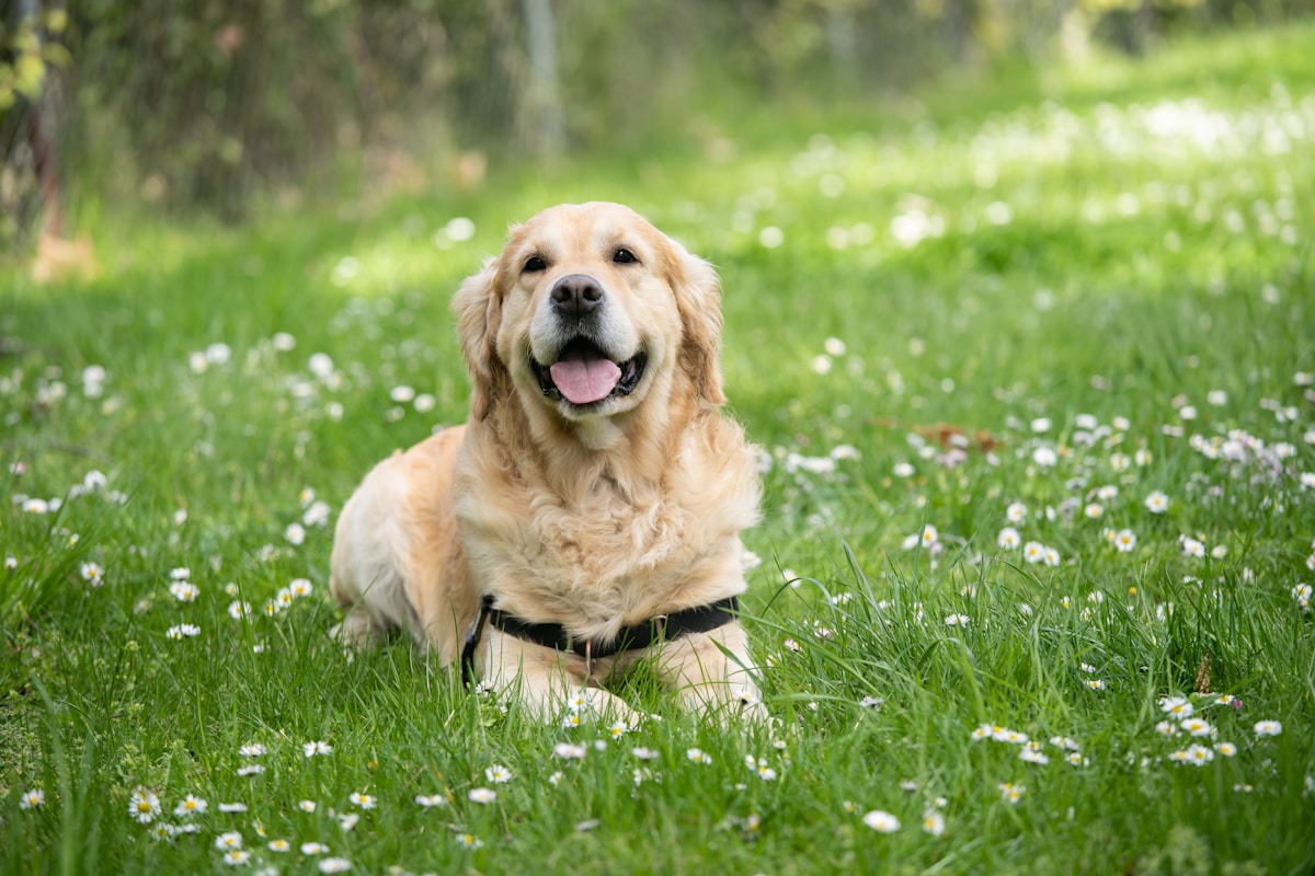 Hundreds of Golden Retrievers Are Throwing a Huge Party in Scotland!