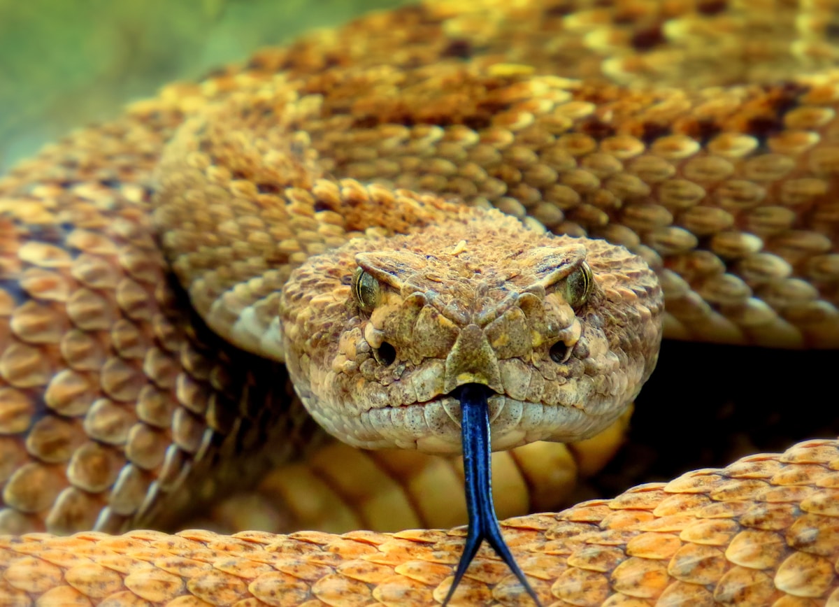 Rattlesnakes Hold a Secret Superpower to Cure Deadly Snakebites!