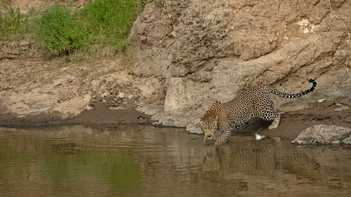 This Ancient American Cheetah Was Actually a Salmon-Eating Super Puma!