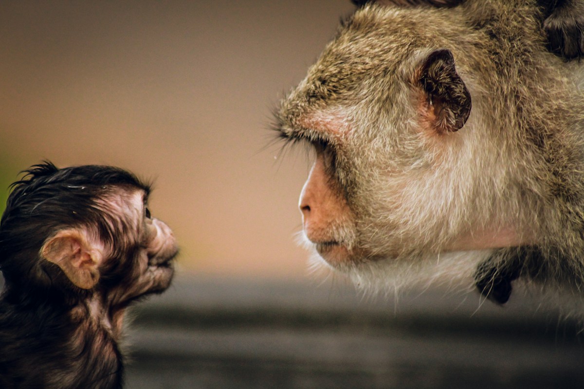 A Rare Monkey Saved by Foot Surgery Just Welcomed a Tiny Baby!