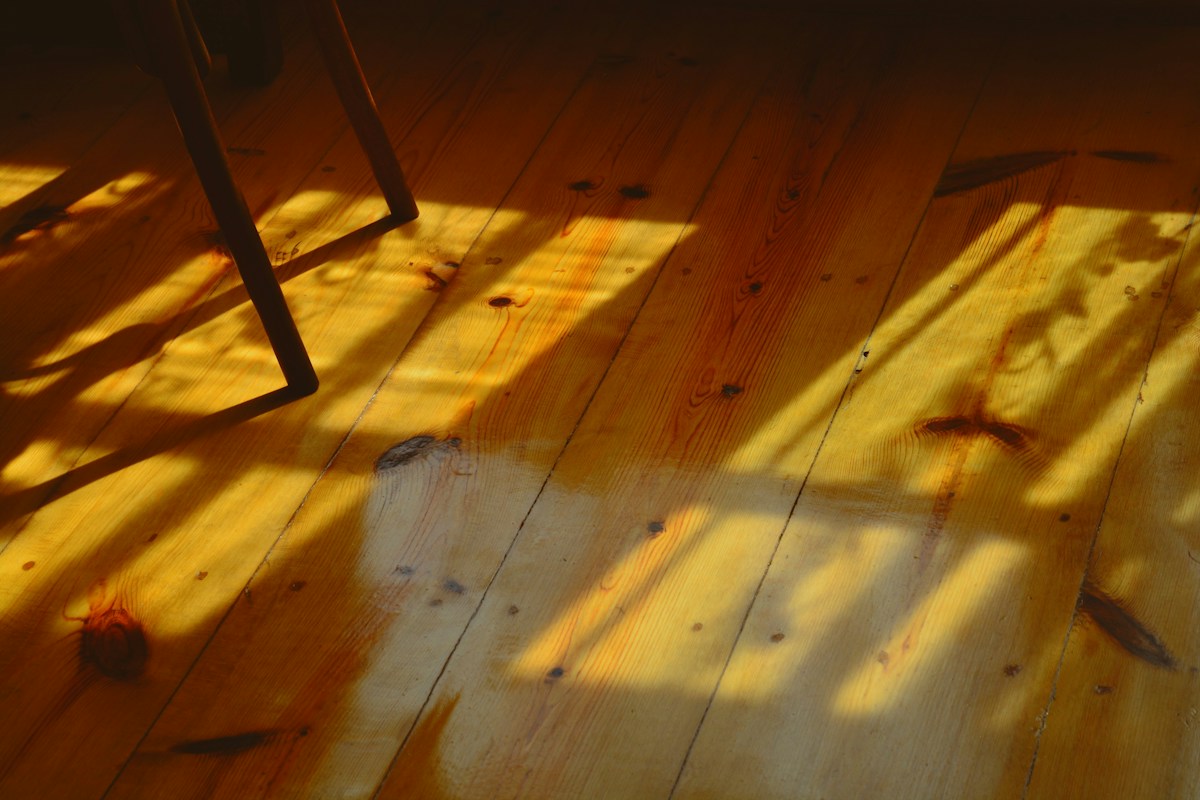 Giant House Spiders Are Marching Into Our Homes on a Quest for Love!