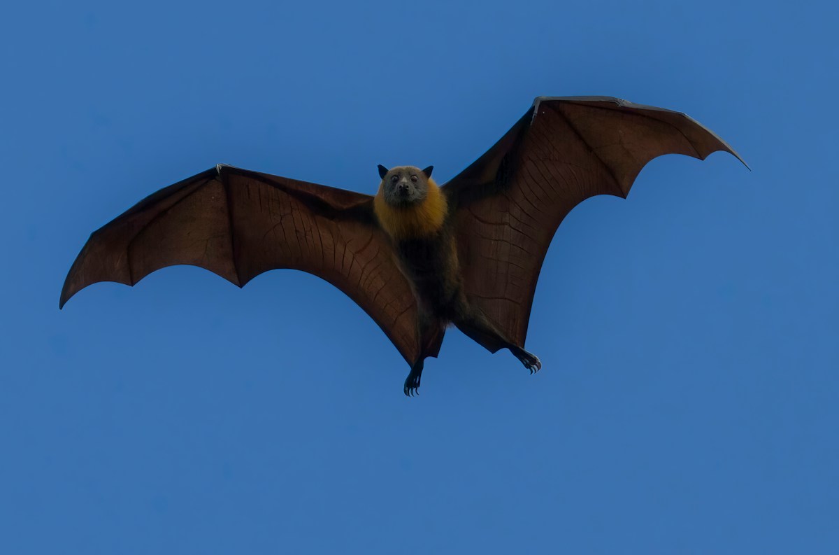 These Amazing Flying Mammals Hold the Secret to a Super-Long Life!