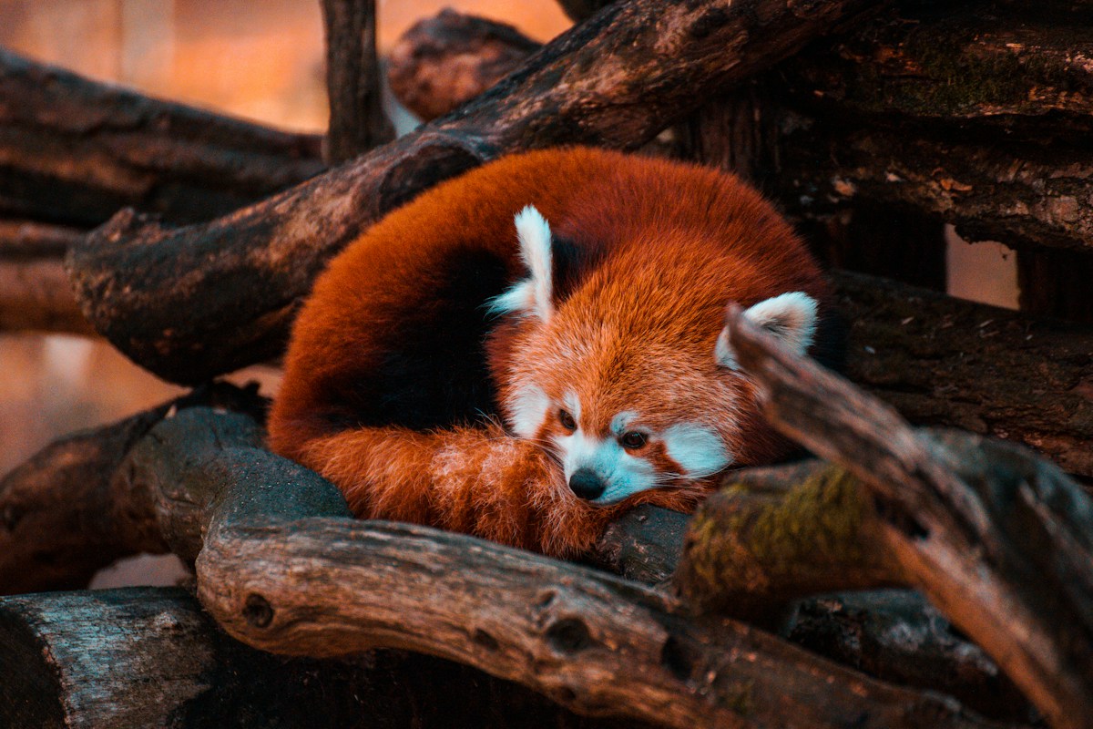 Two Tiny Red Panda Cubs Have Just Been Born!