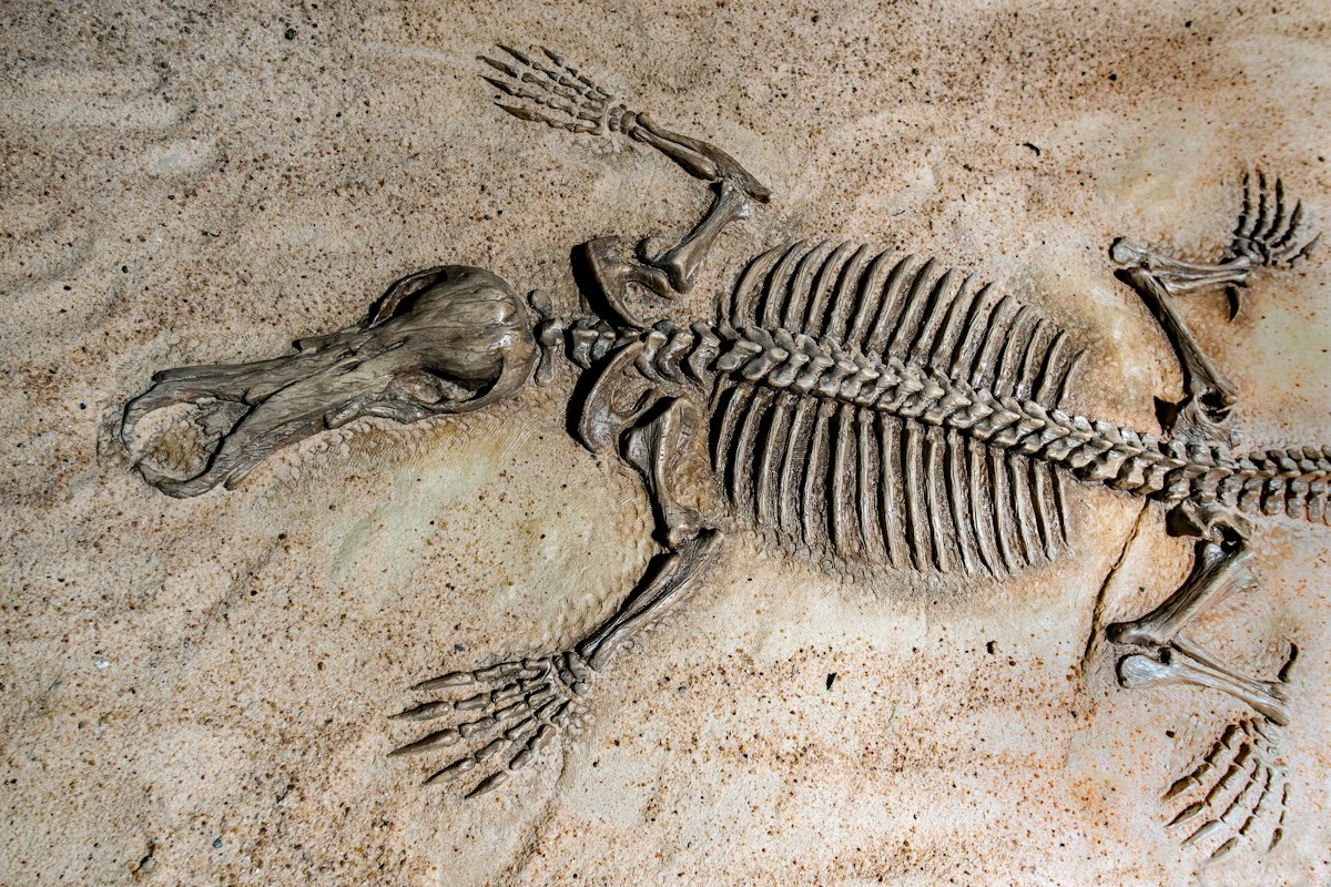 A Glowing Secret Is Hidden on This 125-Million-Year-Old Crocodile!