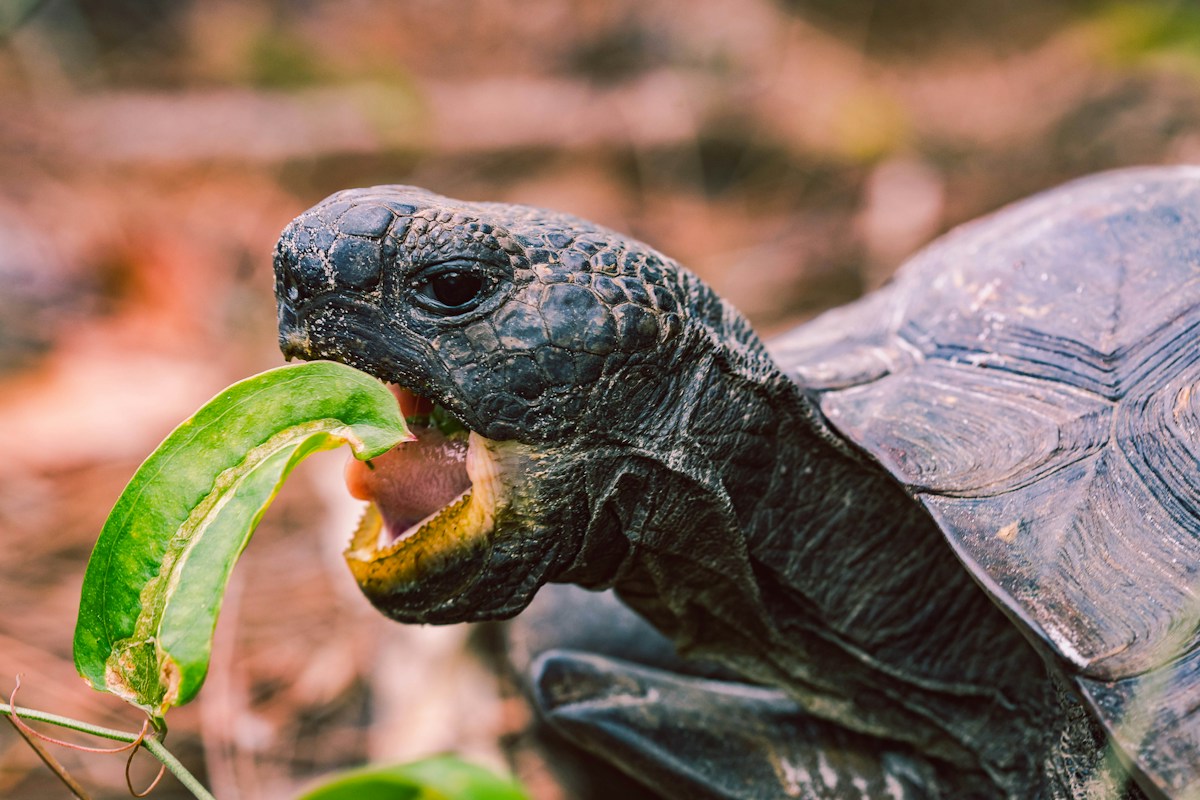 A Runaway Pet Tortoise is Having a Birthday Party After Two Years on the Loose!