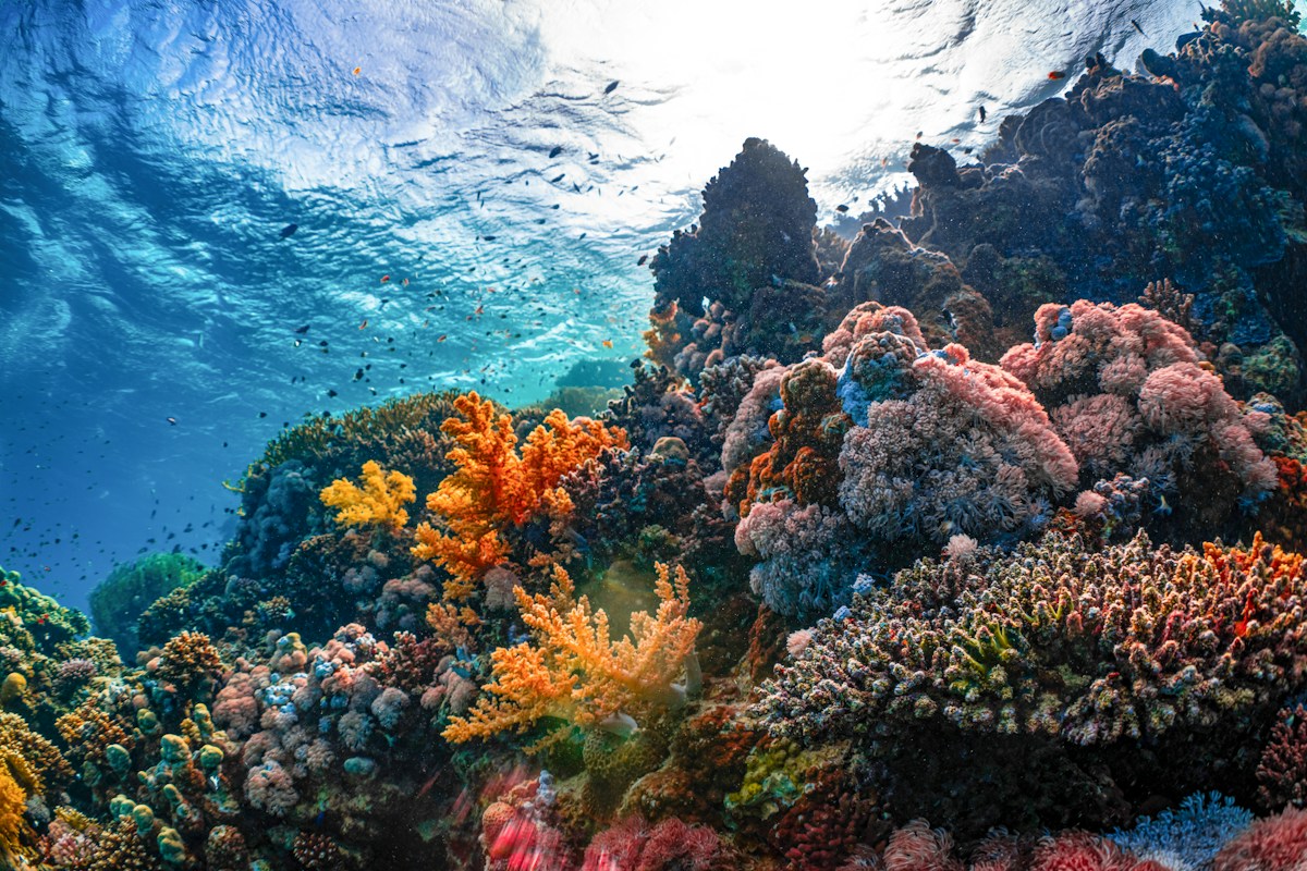 Deep in the Ocean, a Long-Lost Coral Reef Has Come Back to Life!