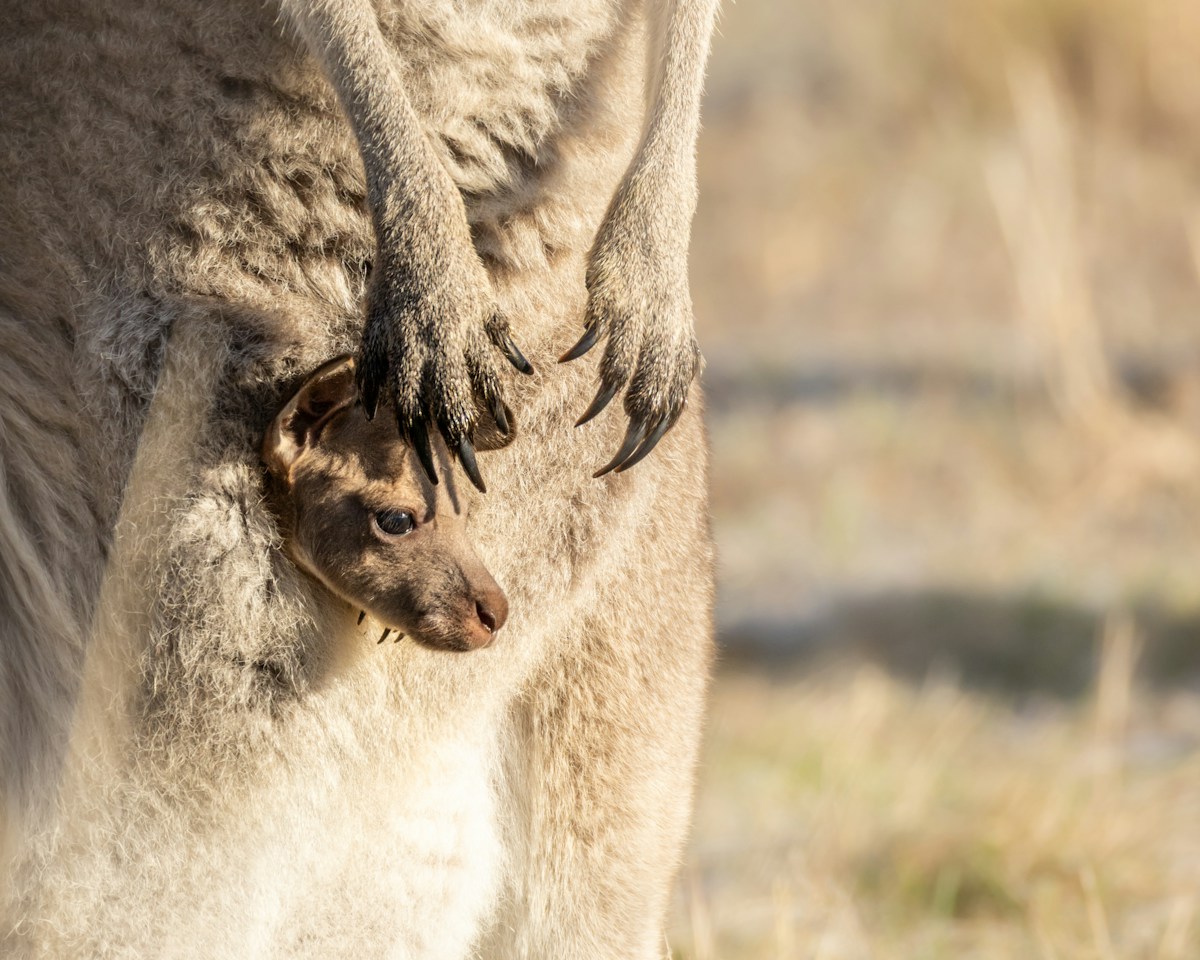 Meet the Mind-Blowing Mammal Family Tree That Connects Us All!