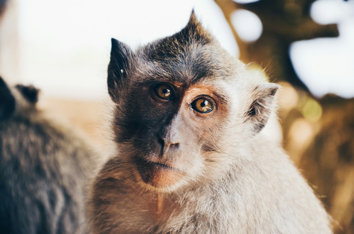 Monkeys Love Playing Video Games To Show Off Their Math Skills!