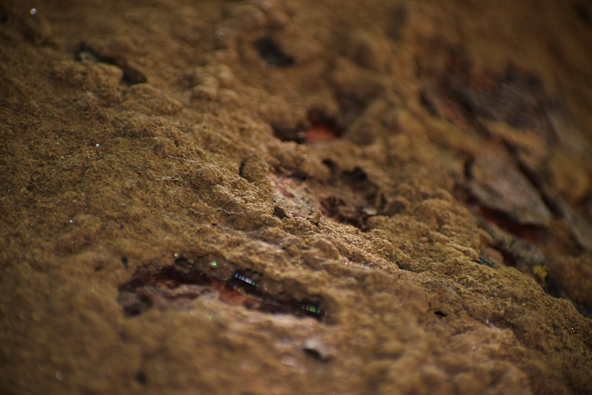 Step Inside the Footprints of a Giant Tyrannosaurus Rex!