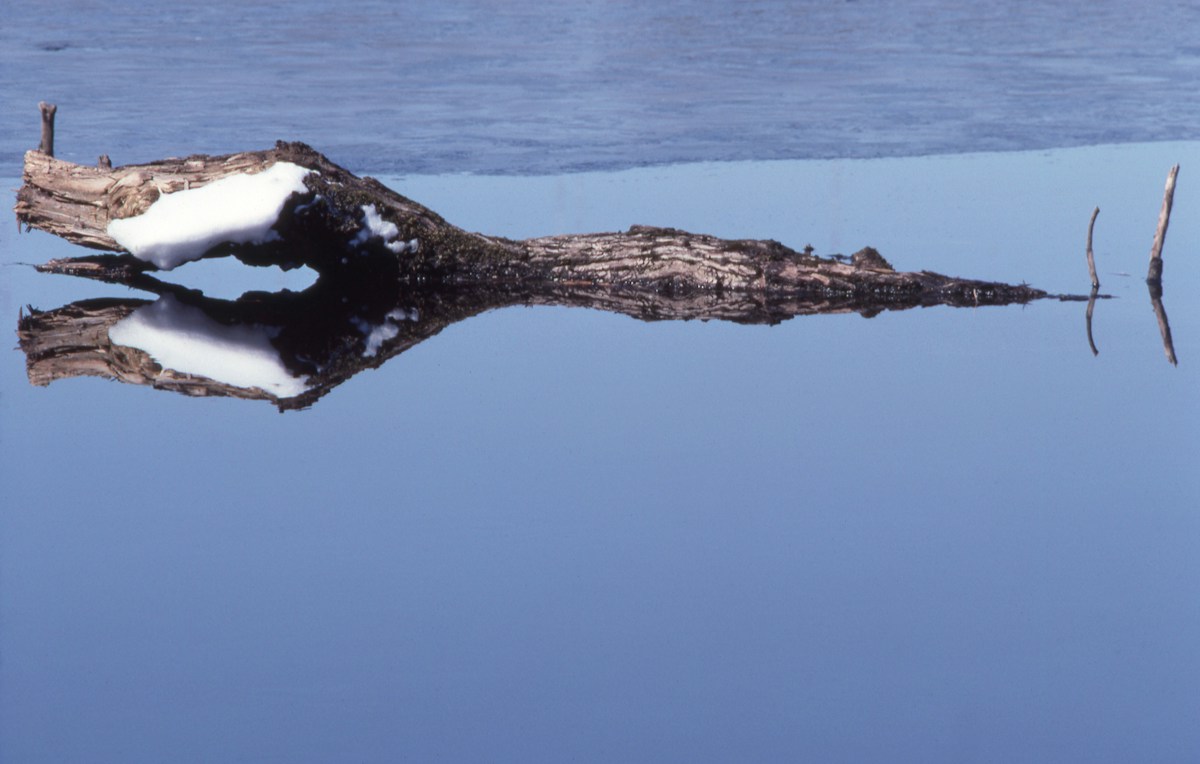 Super Crocs Make a Surprise Move to Choose a New Home in the Wild!