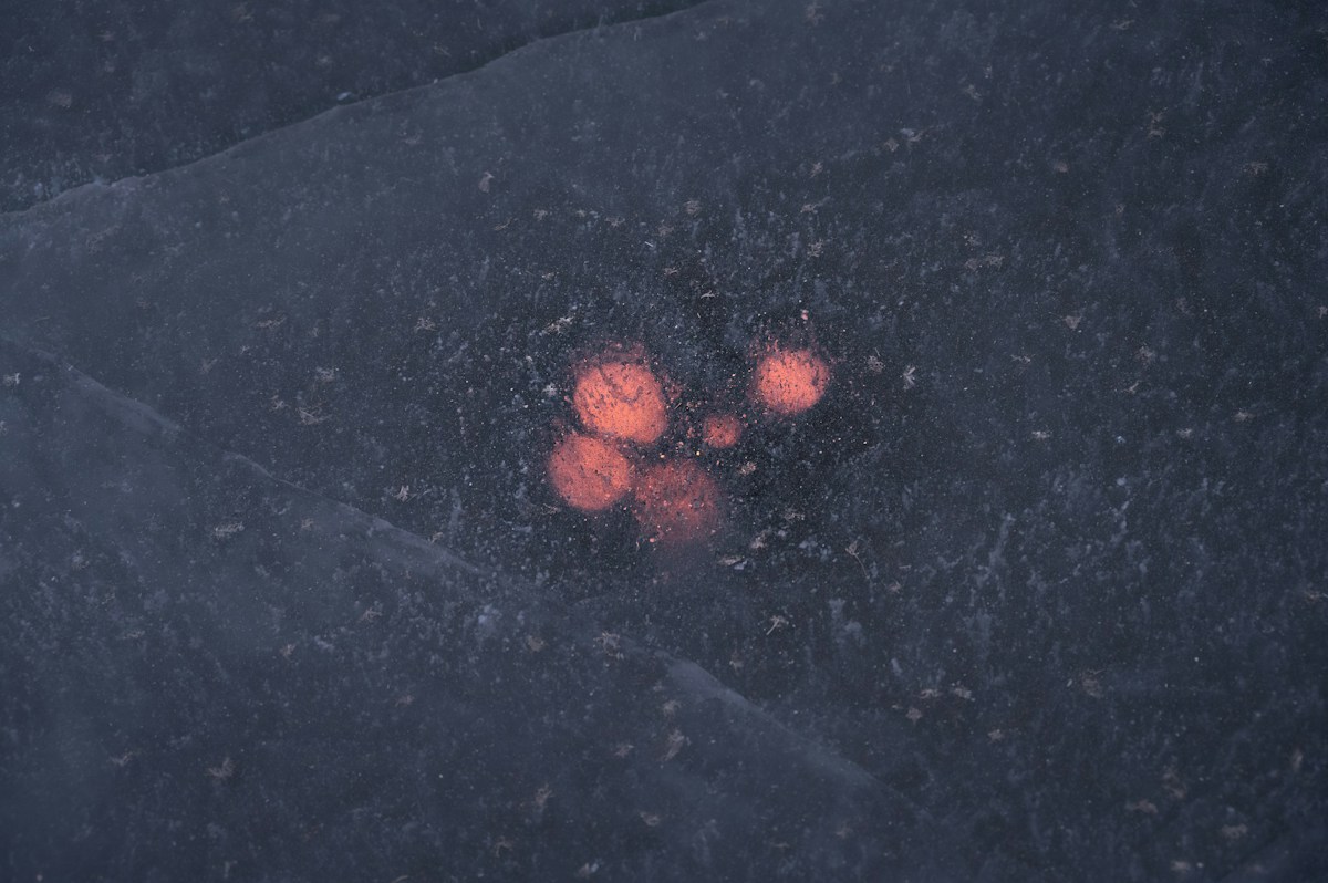 Mysterious Little Red Dots in Space Might Be Super-Fast Growing Black Holes!