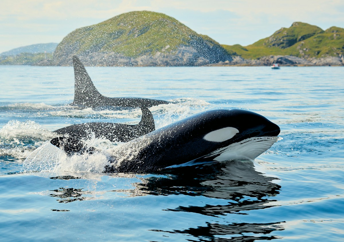 Watch This Super-Strong Orca Launch a Giant Sunfish High Into the Air!