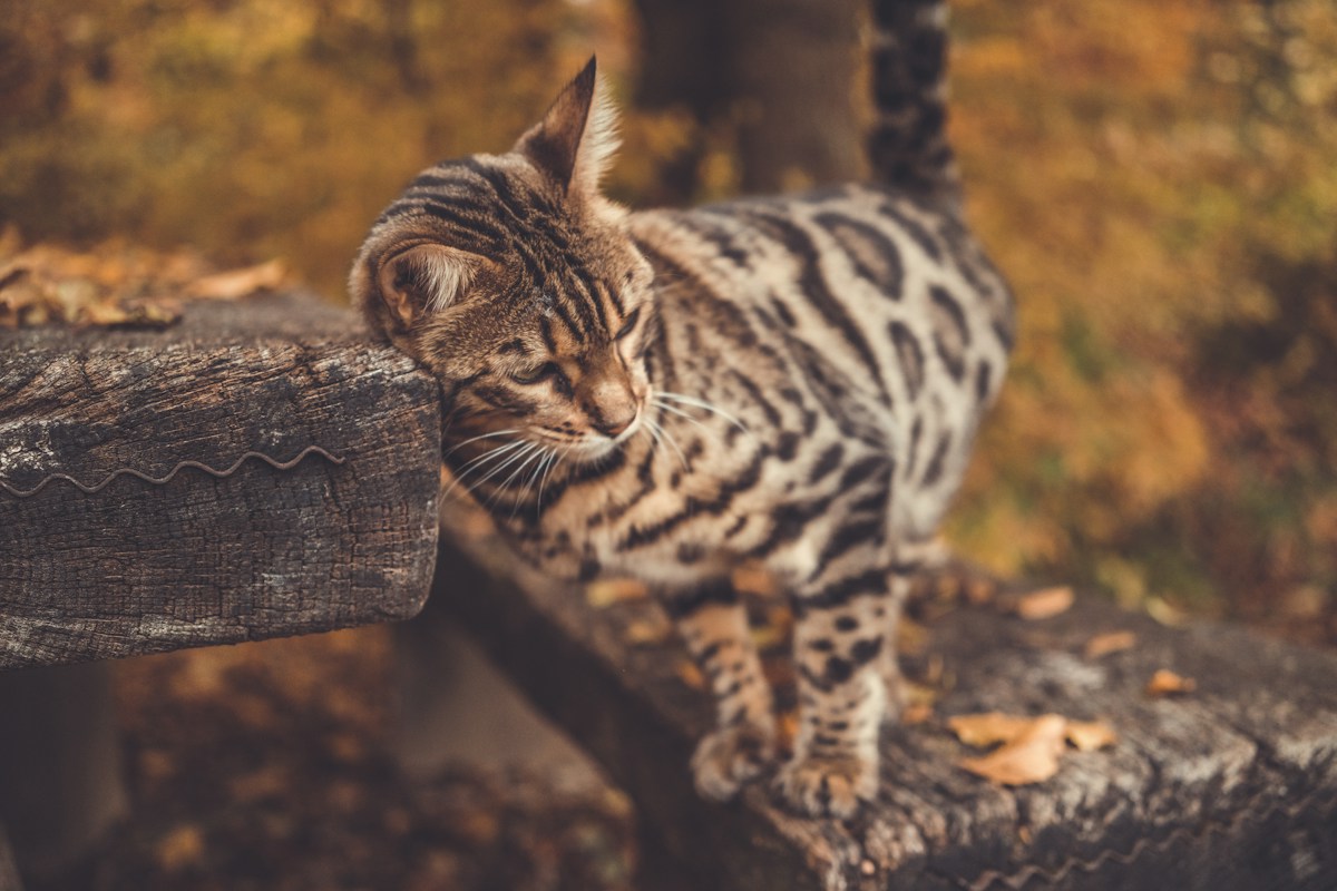 A Brand New Wild Cat Just Discovered Hiding in the Forests!
