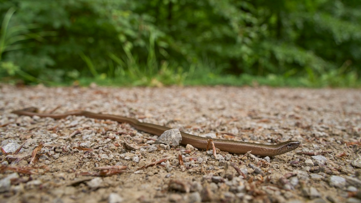 A Rock Star Snake Named After Slash is Rocking the Reptile World!