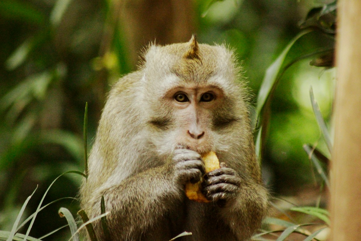 Our Ancestors' Love of Sweet Fruit Helped Grow the Human Brain!