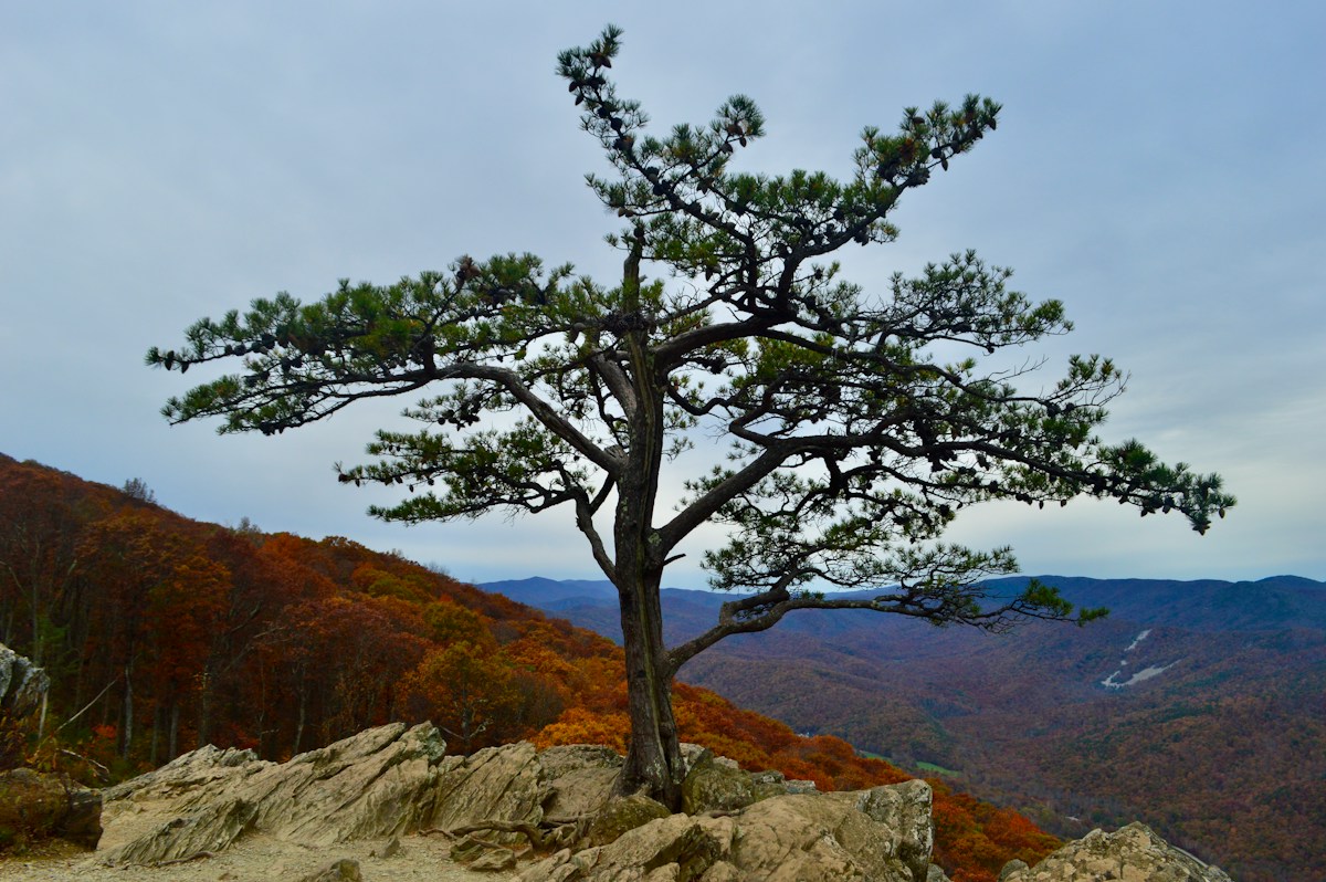 The Loneliest Tree in the World is Getting a Helping Hand!