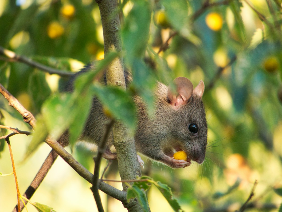 A Magical Brain Protein Just Turned Back the Clock for Aging Mice!