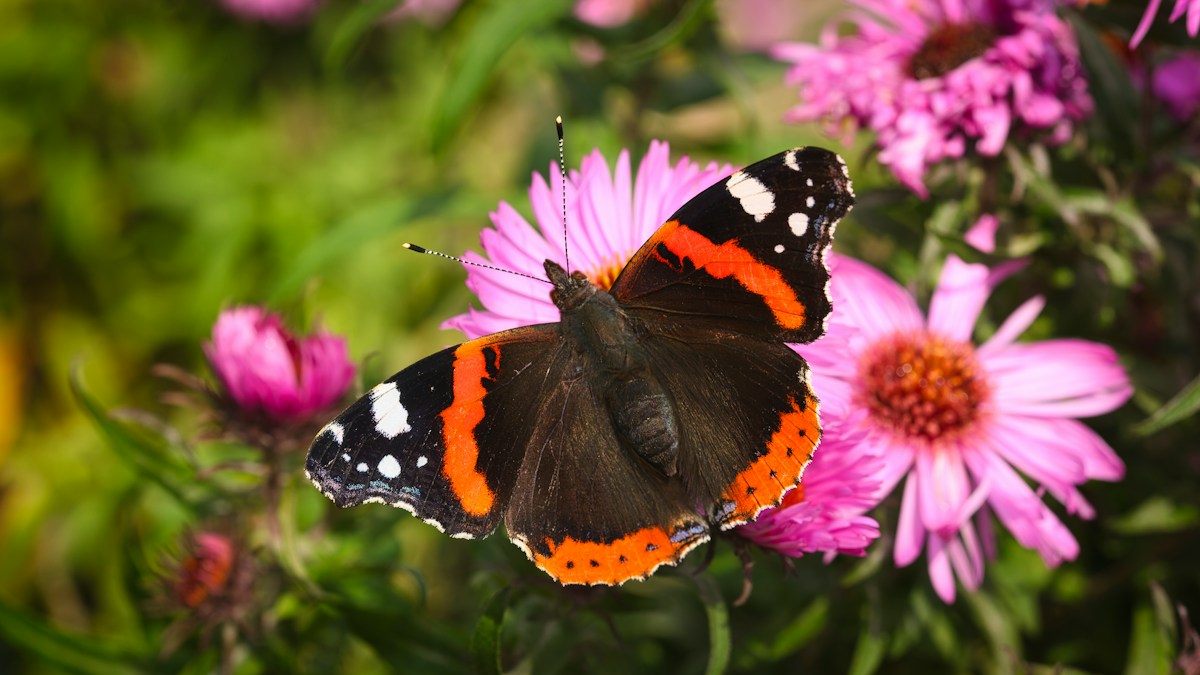 Butterflies Are Flooding UK Gardens in a Giant Summer Comeback!