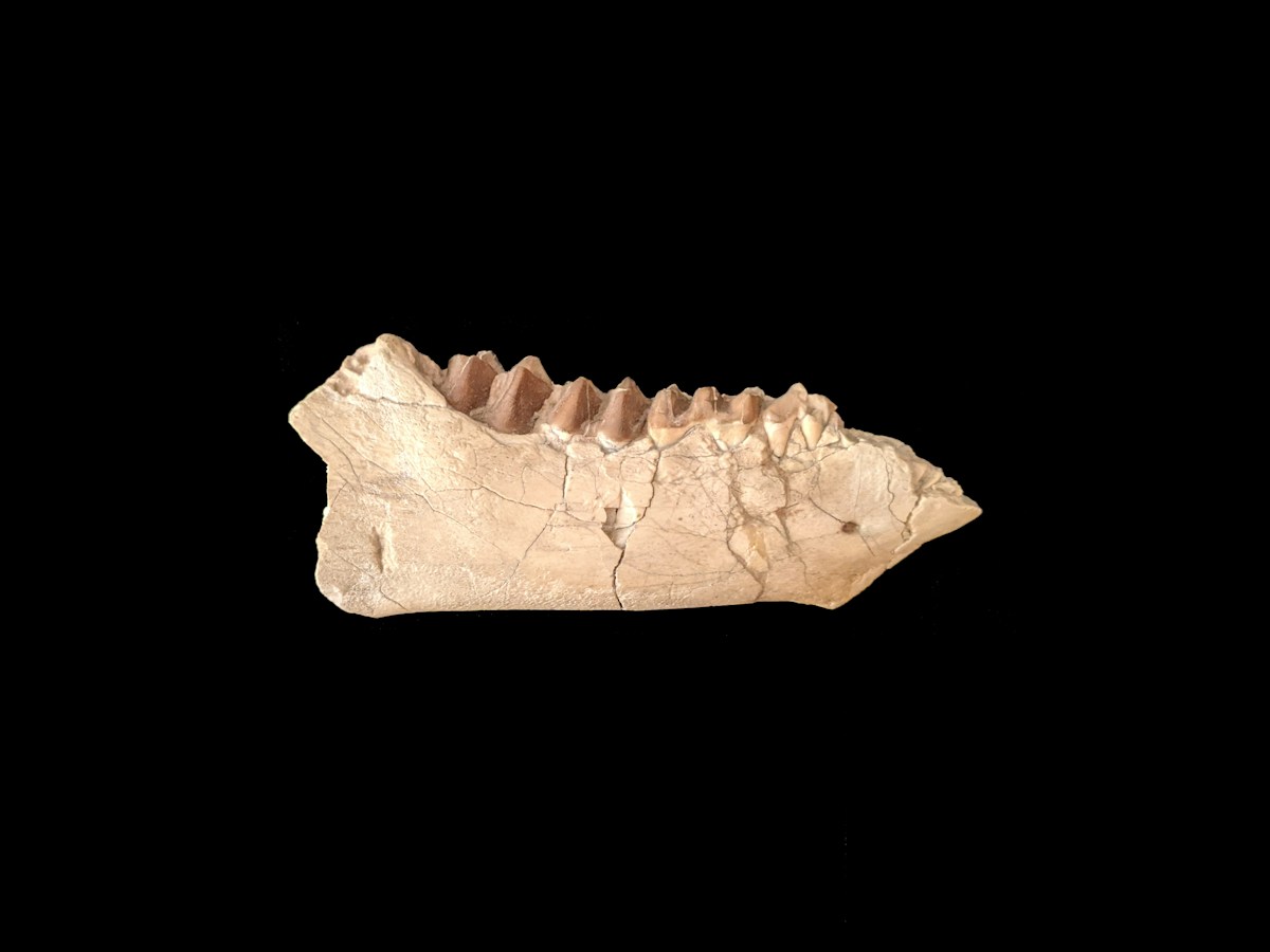 A Giant Monster Rock Turns Out to Be Giant Ancient Teeth!