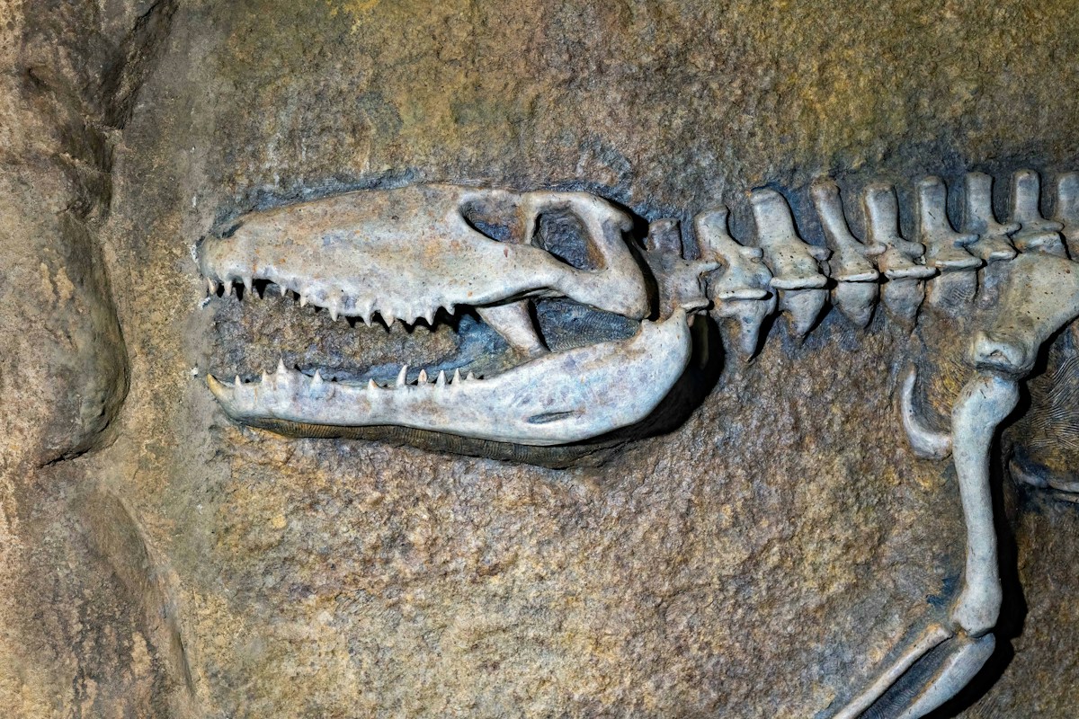 A Tiny Fossil Tooth Reveals That T. Rex Was Warm Just Like Us!