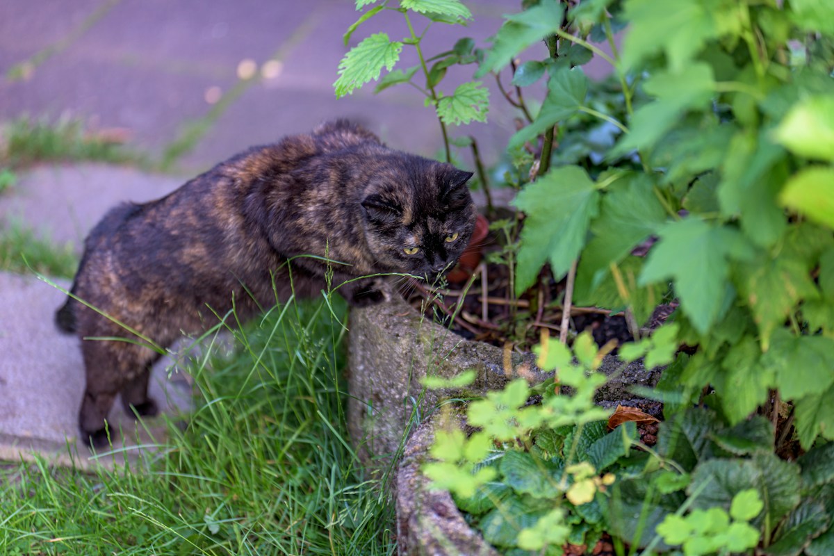 Cats Have a Secret Chemical ID Card Hidden in Their Urine!