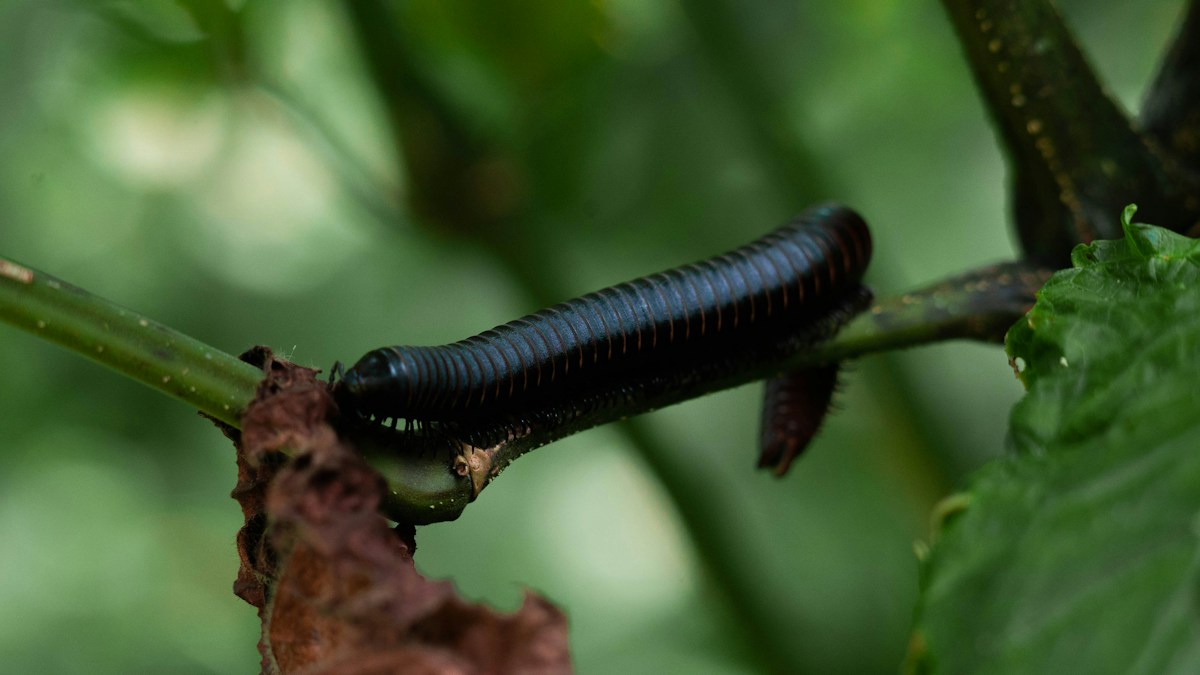 Meet the Shiny New Aussie Bugs Named After Taylor Swift!