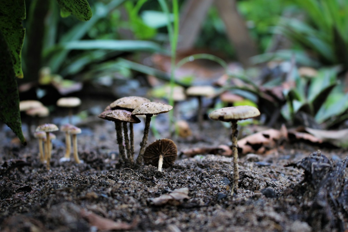 A Secret Map Reveals the Giant Underground Web Connecting Our Forests!