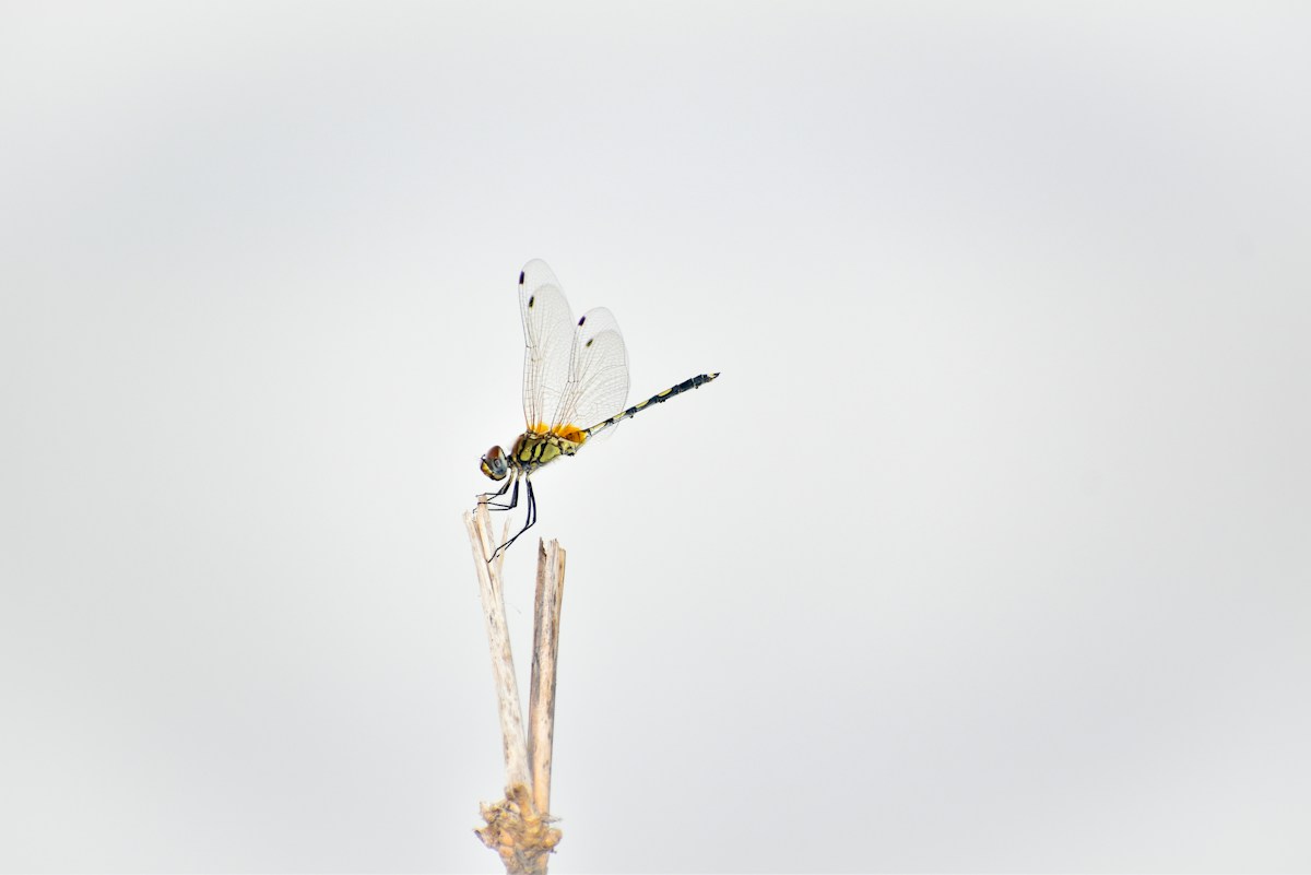A Tiny Robotic Bug Can Now Do Ten Somerset Flips in Eleven Seconds!