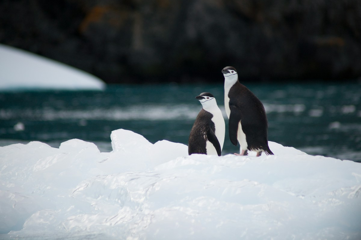 Four Species of Gentoos Found in the Coldest Place on Earth!