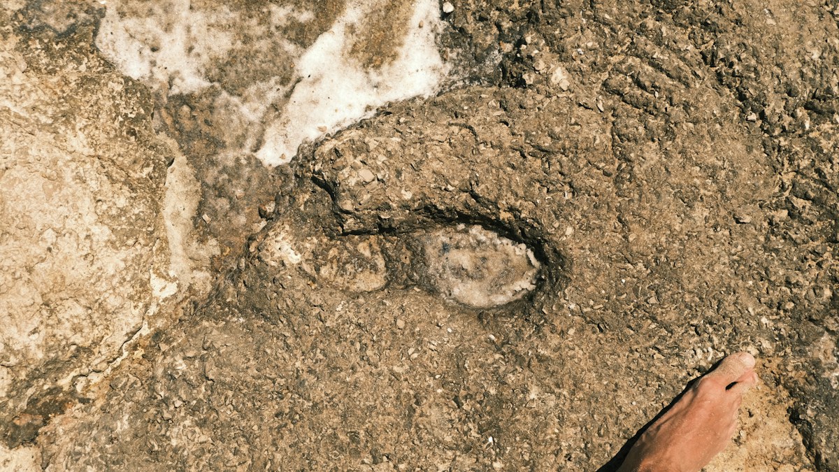 Step Into the Past with Fossilized Dinosaur Footprints and Ancient Barf!