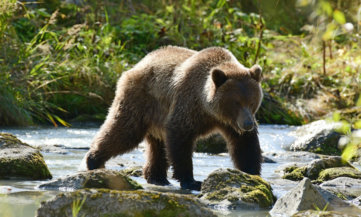 Super-Sized Grizzly Bears Are Getting Ready for the Ultimate Food Fight!