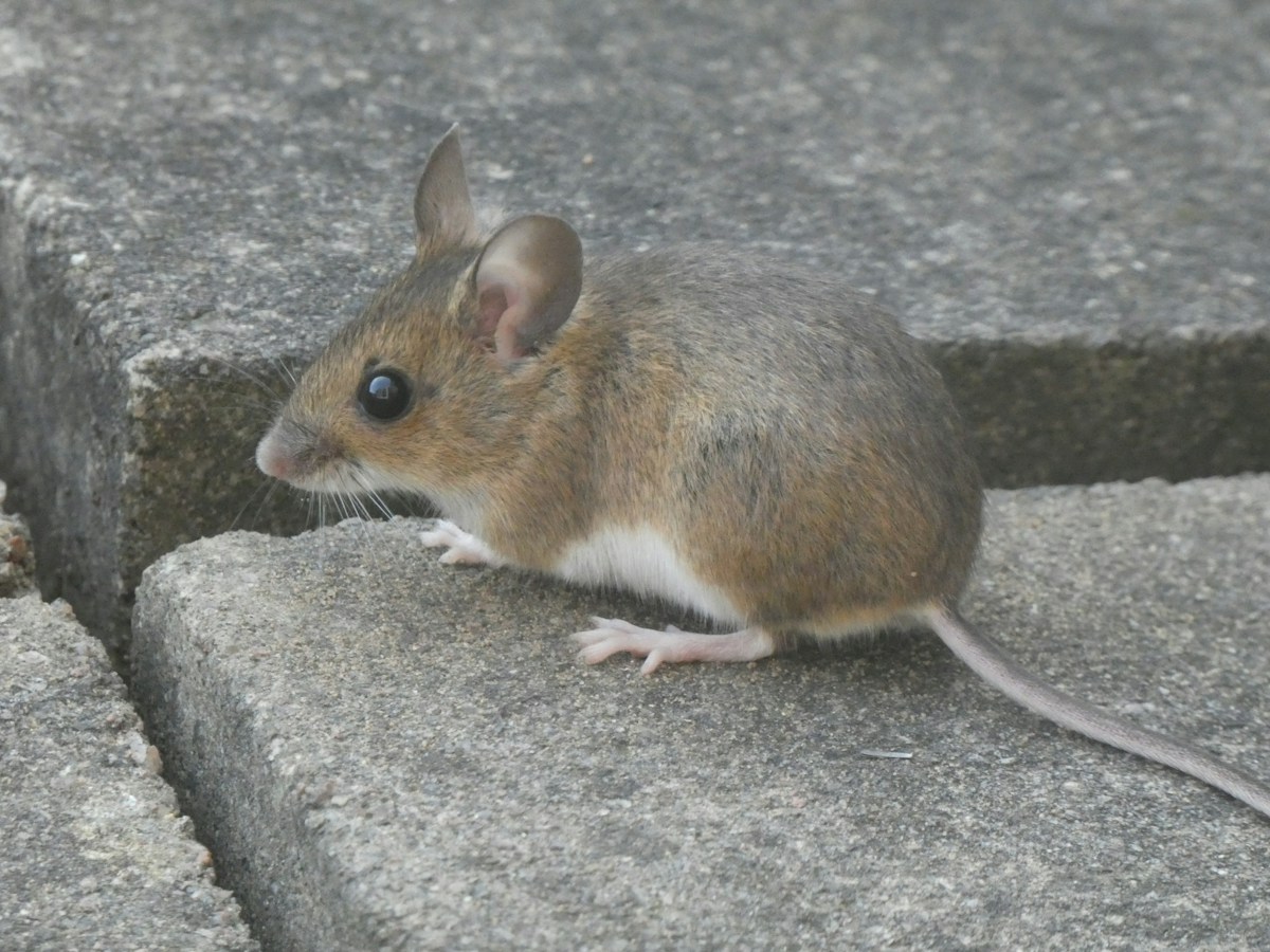 Meet the World's Most Famous Mice and Their Superpowers!
