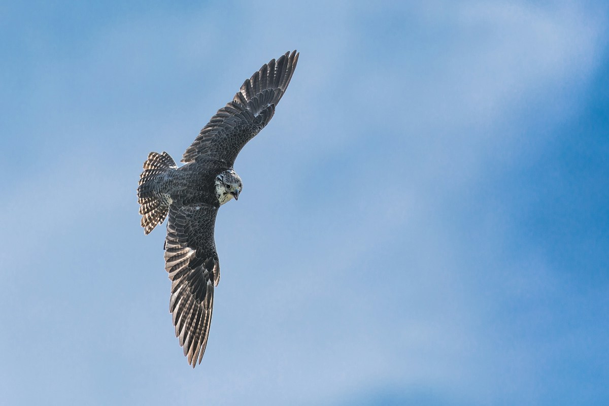 Mind-blowing Photos Win the Ultimate Bird Photography Prize!