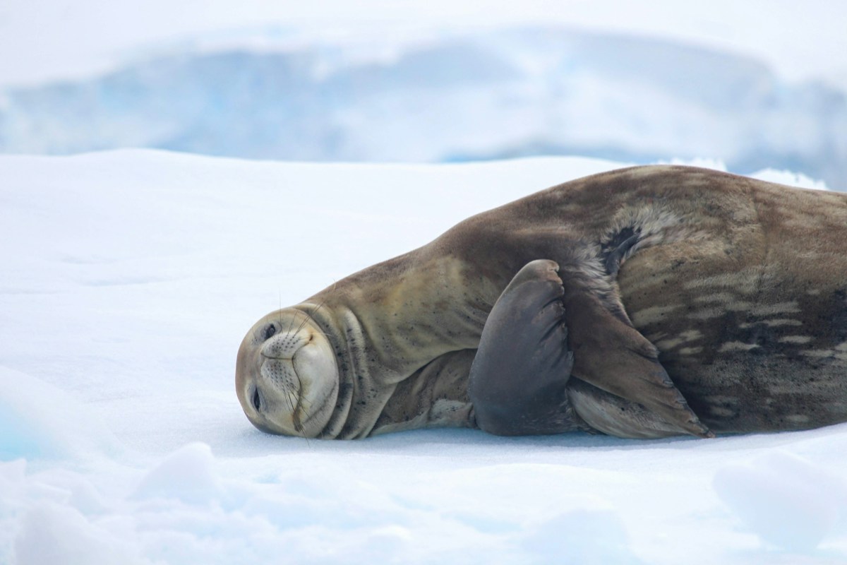 Super Seals Are Helping Us Explore the Freezing Oceans of Antarctica!
