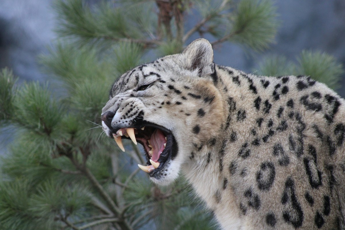 Ancient Teeth Marks Reveal We Used to Fight Off Hungry Leopards!