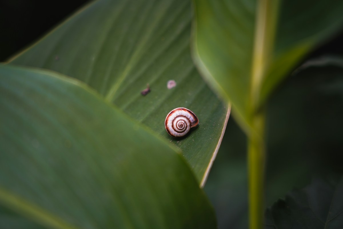 Super Rare Snails Save Their Own Species by Laying Eggs on a Road Trip!