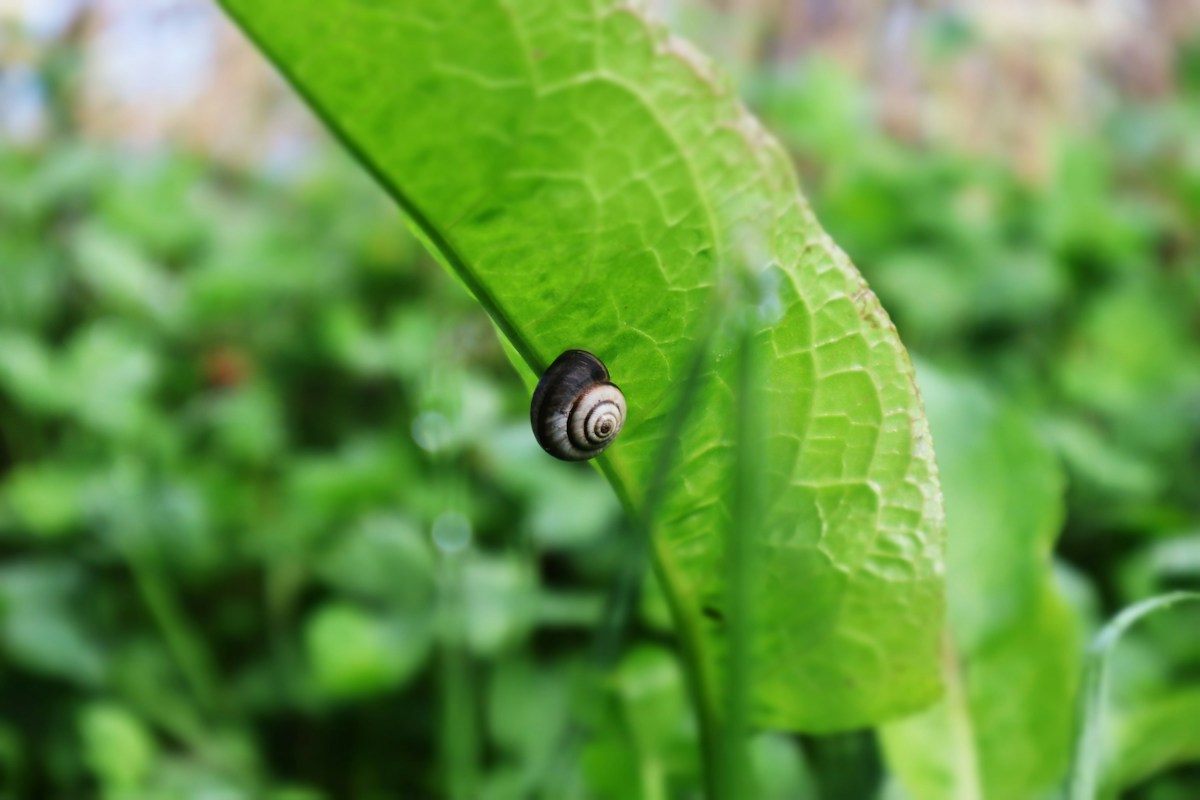 Two Tiny New Snails Have Shells That Shut Like Real Doors!