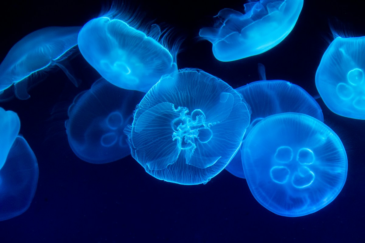 Five Strange and Wonderful New Animals Have Just Been Discovered!