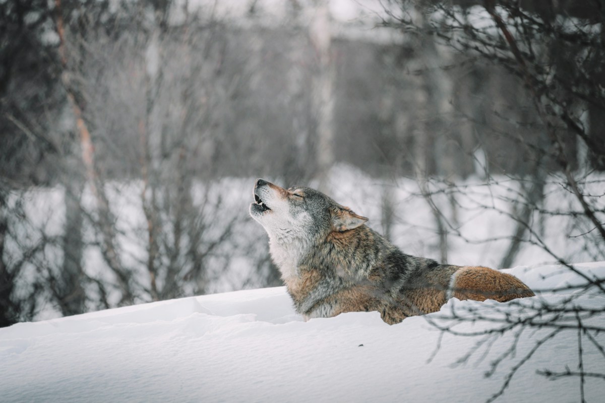 Inside the Secret Language of Wolves!