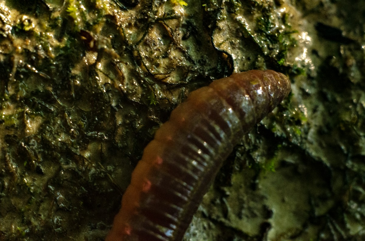 Super-Power Bacteria Give Tiny Worms a Long and Healthy Life!