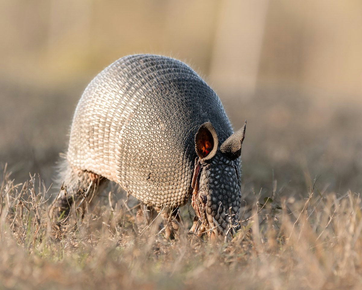 This Amazing New Robot Folds into a Ball Just Like an Armadillo!