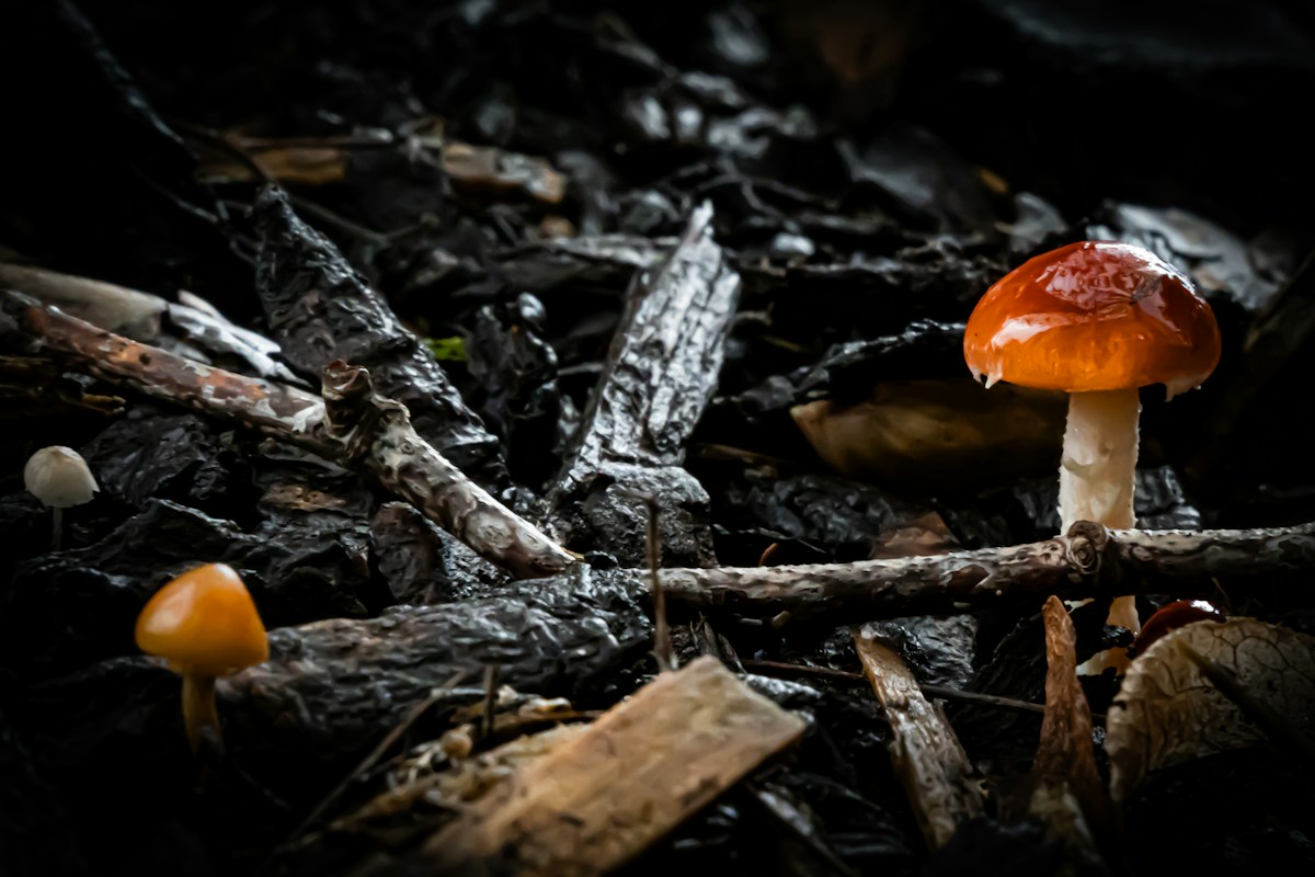 Super Mushrooms Could Help Us Grow Food on Mars!