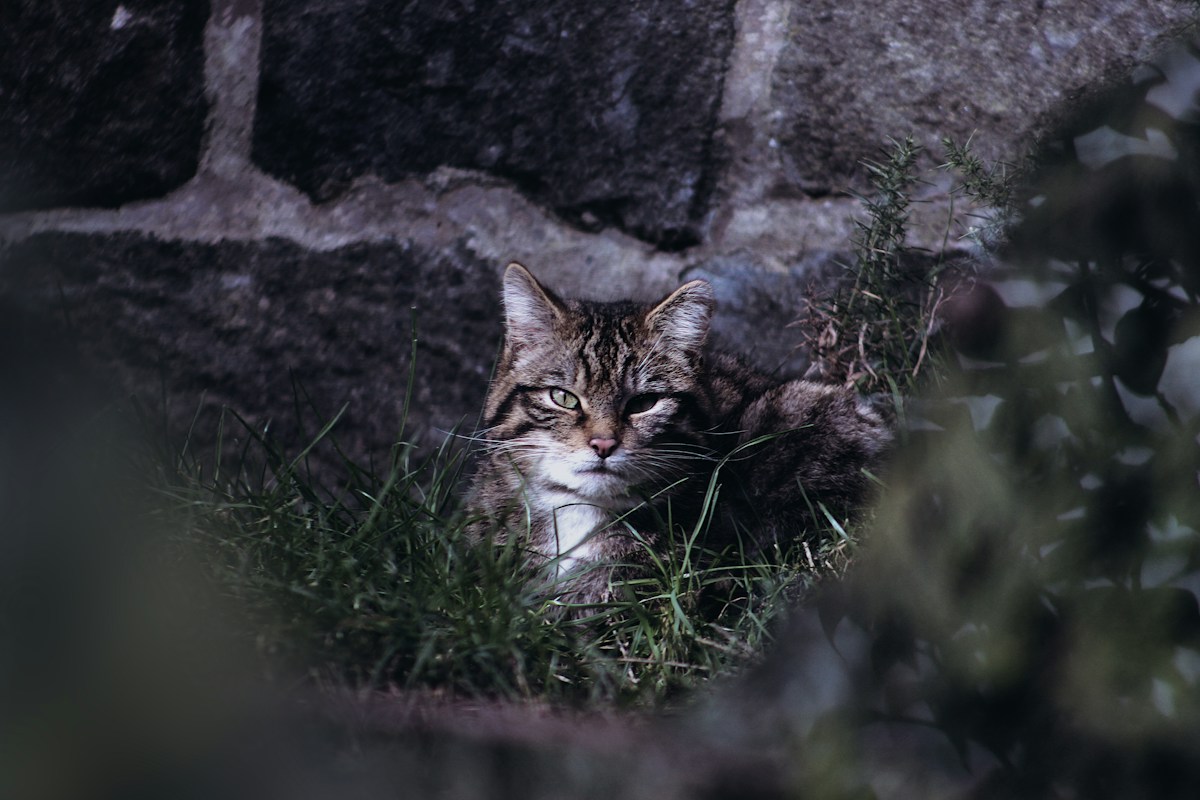 Super-Cute Scottish Wildcats Are Getting Ready to Reclaim the Highlands!