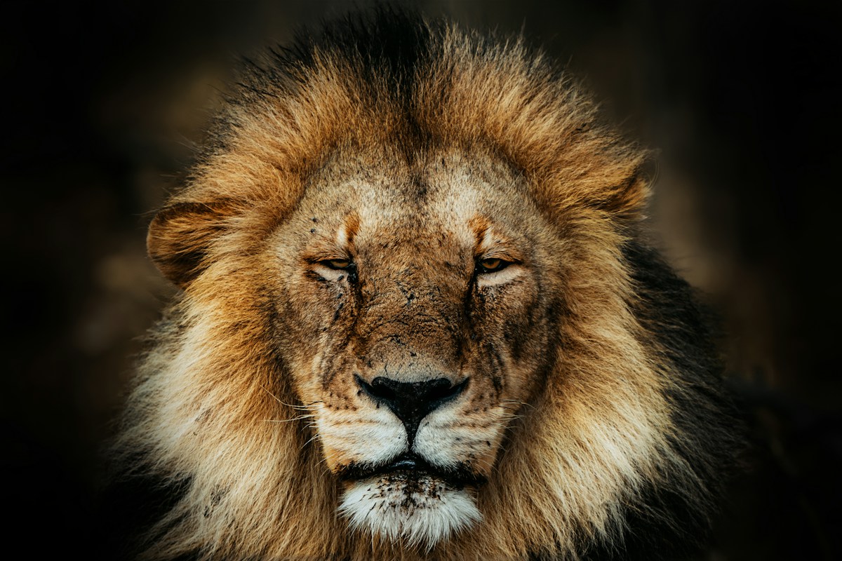 Five Adorable Lion Cubs Named After Your Favorite Lion King Heroes!